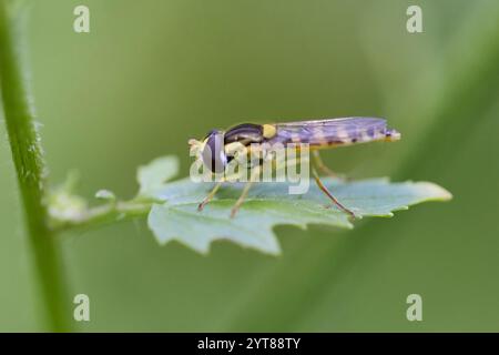 Hoverfly, Common Long-bellied Hoverfly, Sphaerophoria scripta Stock Photo