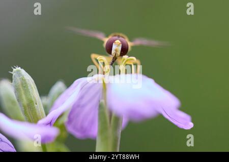 Hoverfly, Common Long-bellied Hoverfly, Sphaerophoria scripta Stock Photo