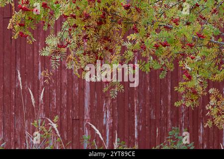 rowan tree, hut, Finland Stock Photo