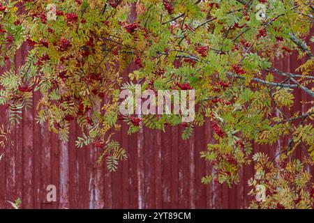 rowan tree, hut, Finland Stock Photo