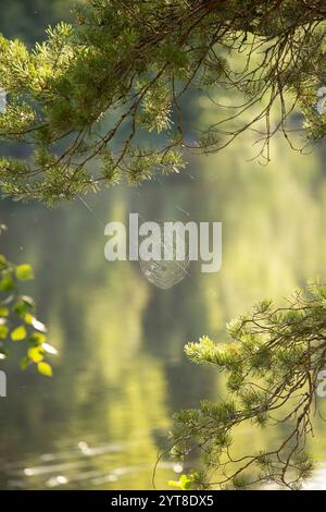 Spider web between pine branches in a natural environment Stock Photo