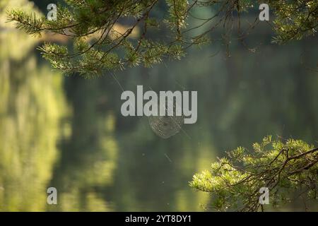 Spider web between pine branches in a natural environment Stock Photo