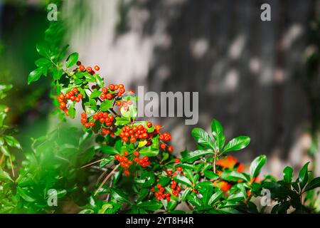 Partial view of a shrub with red berries of the cotoneaster (lat: Cotoneaster dammeri) in sunlight against a dark background. Stock Photo