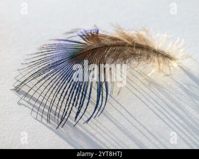 Details of a peacock feather, downy feather, macro shot Stock Photo