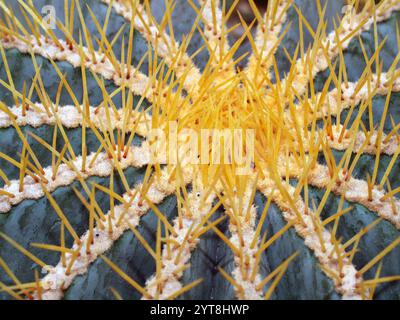 Spherical cactus with spines, macro shot Stock Photo