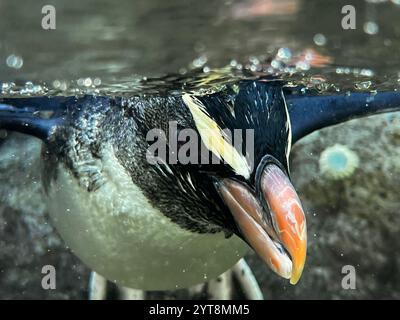 Crested Penguin just under the surface of the water Stock Photo