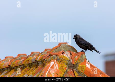 A jackdaw (Coloeus monedula) sits on the roof of a house on Juist, East Frisian Islands, Germany. Stock Photo
