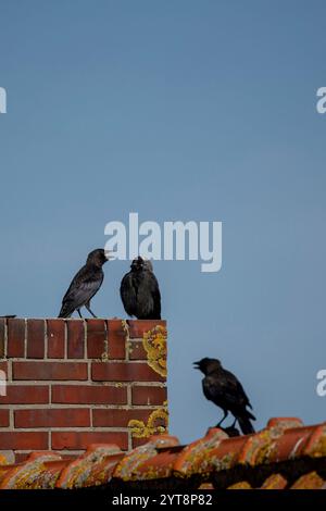 Jackdaws (Corvus monedula) sitting on a roof on Juist, East Frisian Islands, Germany. Stock Photo