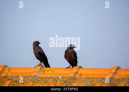 Jackdaws (Corvus monedula) sitting on a roof on Juist, East Frisian Islands, Germany. Stock Photo