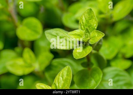 Full frame closeup shot showing fresh green oregano leaves Stock Photo