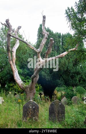 graves and dead tree at All Saints Church Heathfield, England Stock Photo