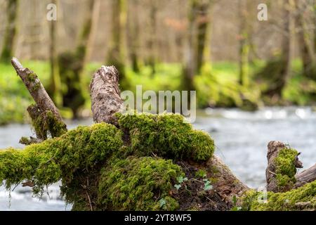 Spring Riparian Natural riparian scenery including a mossy tree stump at a small river ...