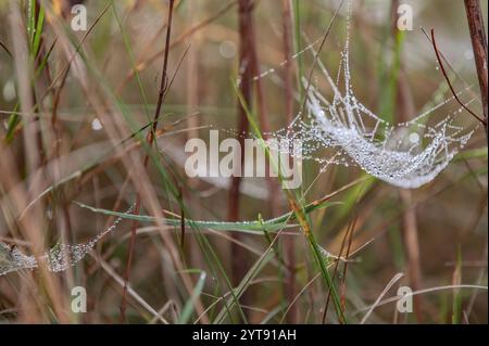 Dewdrops on the spider's web in the fall Stock Photo