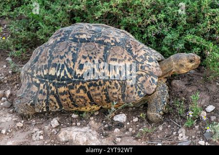 A beautiful leopard tortoise (Stigmochelys pardalis) walking in a nature reserve in the Eastern Cape, South Africa Stock Photo