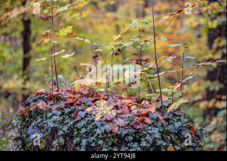Overgrown tree stump in an autumnal forest Stock Photo
