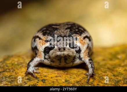 A cute Rose's rain frog (Breviceps rosei), also known as Rose's short-headed frog or the sand rain frog, on a rainy afternoon in the wild Stock Photo