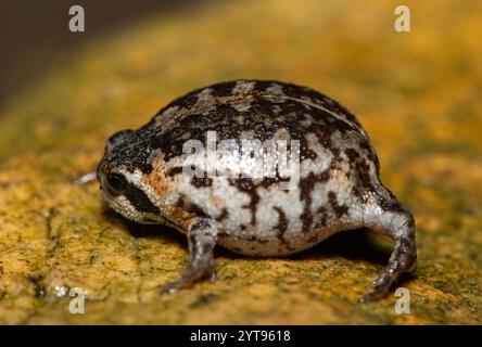 A cute Rose's rain frog (Breviceps rosei), also known as Rose's short-headed frog or the sand rain frog, on a rainy afternoon in the wild Stock Photo