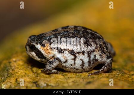 A cute Rose's rain frog (Breviceps rosei), also known as Rose's short-headed frog or the sand rain frog, on a rainy afternoon in the wild Stock Photo