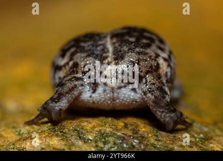 Rear of a Rose's rain frog (Breviceps rosei), also known as Rose's short-headed frog or the sand rain frog Stock Photo