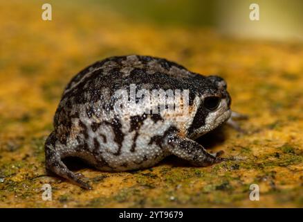 A cute Rose's rain frog (Breviceps rosei), also known as Rose's short-headed frog or the sand rain frog, on a rainy afternoon in the wild Stock Photo