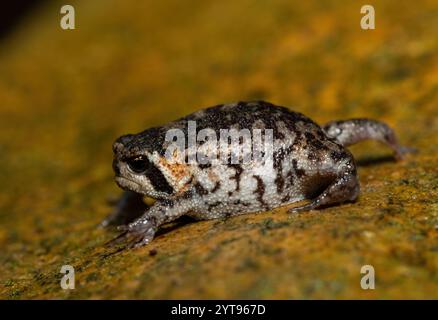 A cute Rose's rain frog (Breviceps rosei), also known as Rose's short-headed frog or the sand rain frog, on a rainy afternoon in the wild Stock Photo