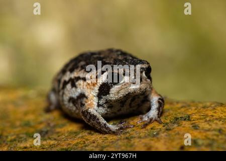 A cute Rose's rain frog (Breviceps rosei), also known as Rose's short-headed frog or the sand rain frog, on a rainy afternoon in the wild Stock Photo