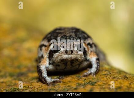 A cute Rose's rain frog (Breviceps rosei), also known as Rose's short-headed frog or the sand rain frog, on a rainy afternoon in the wild Stock Photo