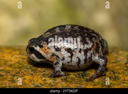 A cute Rose's rain frog (Breviceps rosei), also known as Rose's short-headed frog or the sand rain frog, on a rainy afternoon in the wild Stock Photo