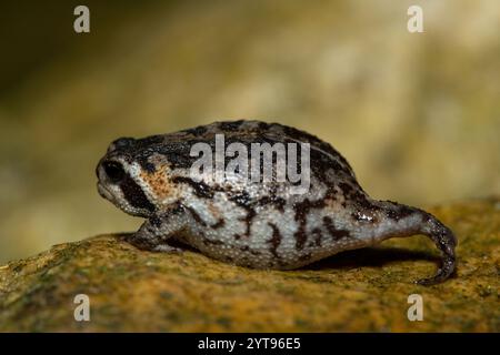 A cute Rose's rain frog (Breviceps rosei), also known as Rose's short-headed frog or the sand rain frog, on a rainy afternoon in the wild Stock Photo