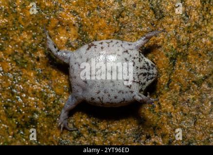 Ventral underside of a Rose's rain frog (Breviceps rosei), also known as Rose's short-headed frog or the sand rain frog Stock Photo