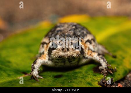 A cute Rose's rain frog (Breviceps rosei), also known as Rose's short-headed frog or the sand rain frog, on a rainy afternoon in the wild Stock Photo