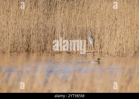 Grey heron at the pond Stock Photo