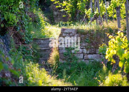 Old stone steps in the vineyard on a sunny summer's day. Nature background Stock Photo