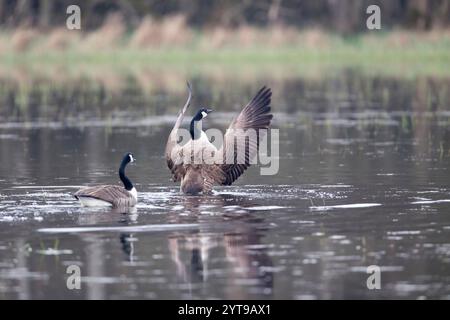 Two Canada geese (Branta canadensis) in the Mönchbruch nature reserve Stock Photo