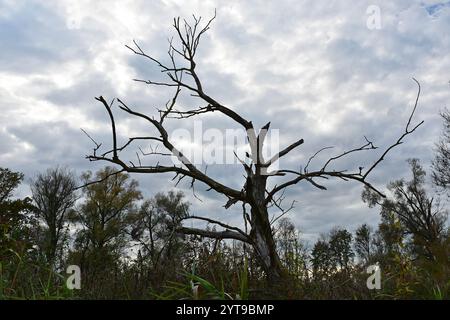 Dead tree in the meadow Stock Photo