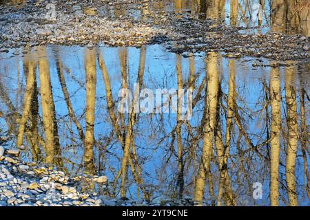 Trees are reflected in the shallow waters of the Isar, Moosburg, Upper Bavaria Stock Photo