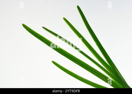 Leaves of garlic chives, Allium tuberosum, macro, on a white background Stock Photo