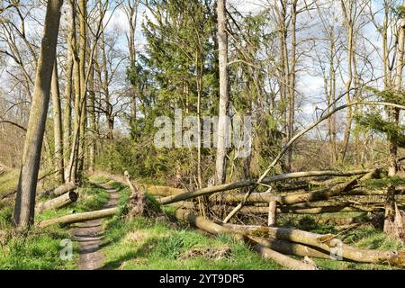 Storm damage in the riparian forest on the Amper, Moosburg, Upper Bavaria Stock Photo