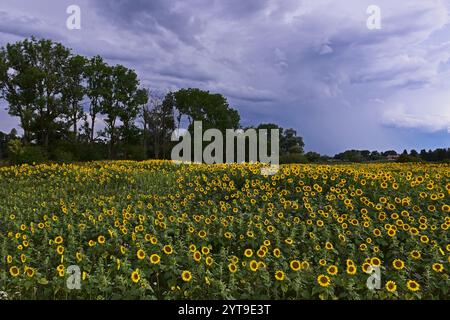 Thunderclouds over a field of sunflowers in the Ampertal valley, Moosburg an der Isar, Upper Bavaria Stock Photo