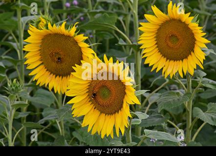 A trio of sunflowers Stock Photo