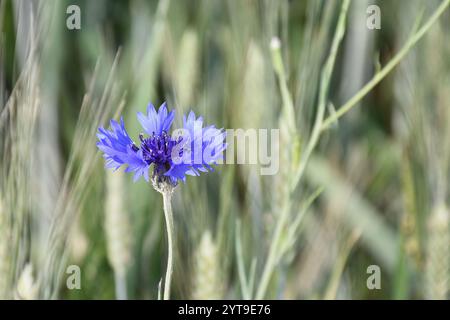 A cornflower, Centaurea cyanus, in a cereal field Stock Photo