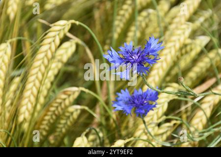 Cornflowers, Centaurea cyanus, in a barley field Stock Photo