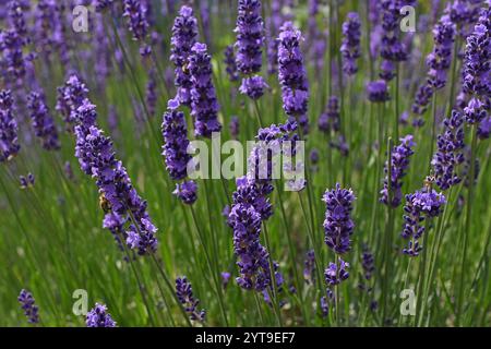 True lavender, Lavandula angustifolia, close together Stock Photo