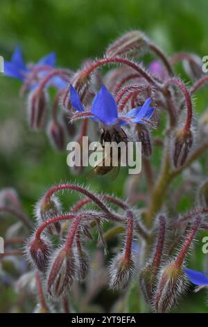 A honey bee, Apis mellifera, on a flower of borage Borago officinalis Stock Photo