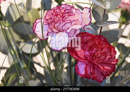 Carnations in a bouquet of flowers Stock Photo