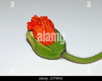 Poppy bud Stock Photo