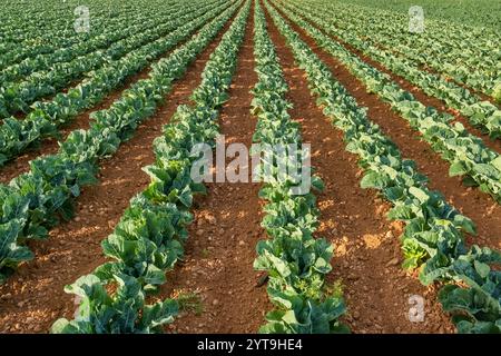Spring field of cabbage rows, close-up Stock Photo