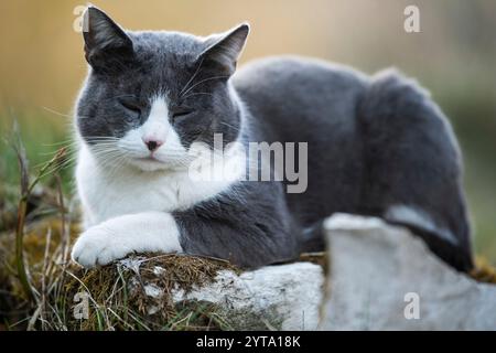 Cat dozing in the garden Stock Photo