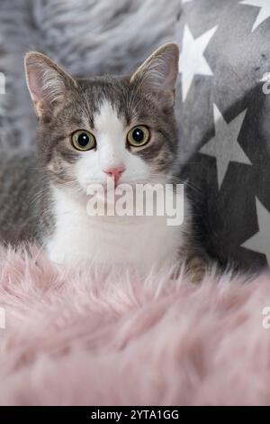 Kitten lying on a sofa Stock Photo