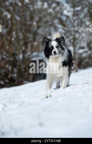 Border Collie in the snow Stock Photo